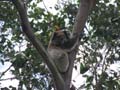 Old Man Koala